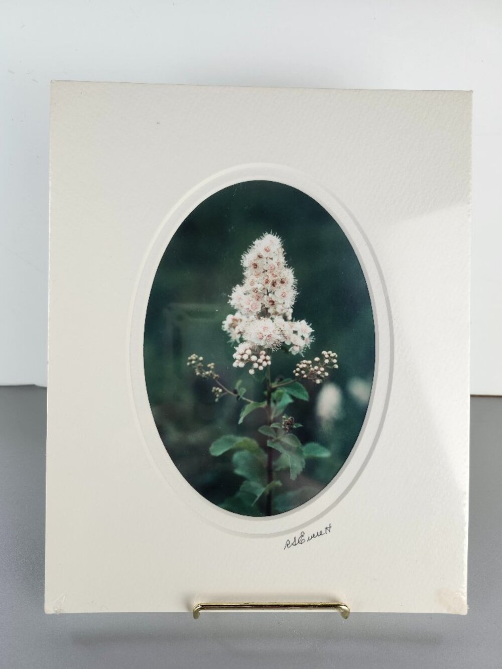 Signed Original Flower Photo by RS Everett - Bittersweet